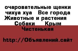 очаровательные щенки чихуа-хуа - Все города Животные и растения » Собаки   . Крым,Чистенькая